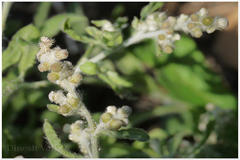 Gnaphalium polycaulon